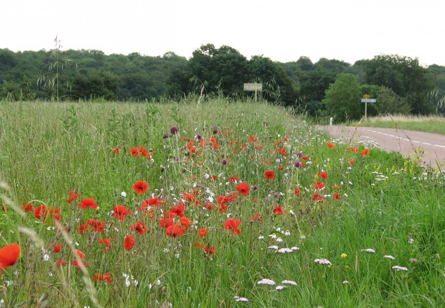 Crédit photo : David Michelin