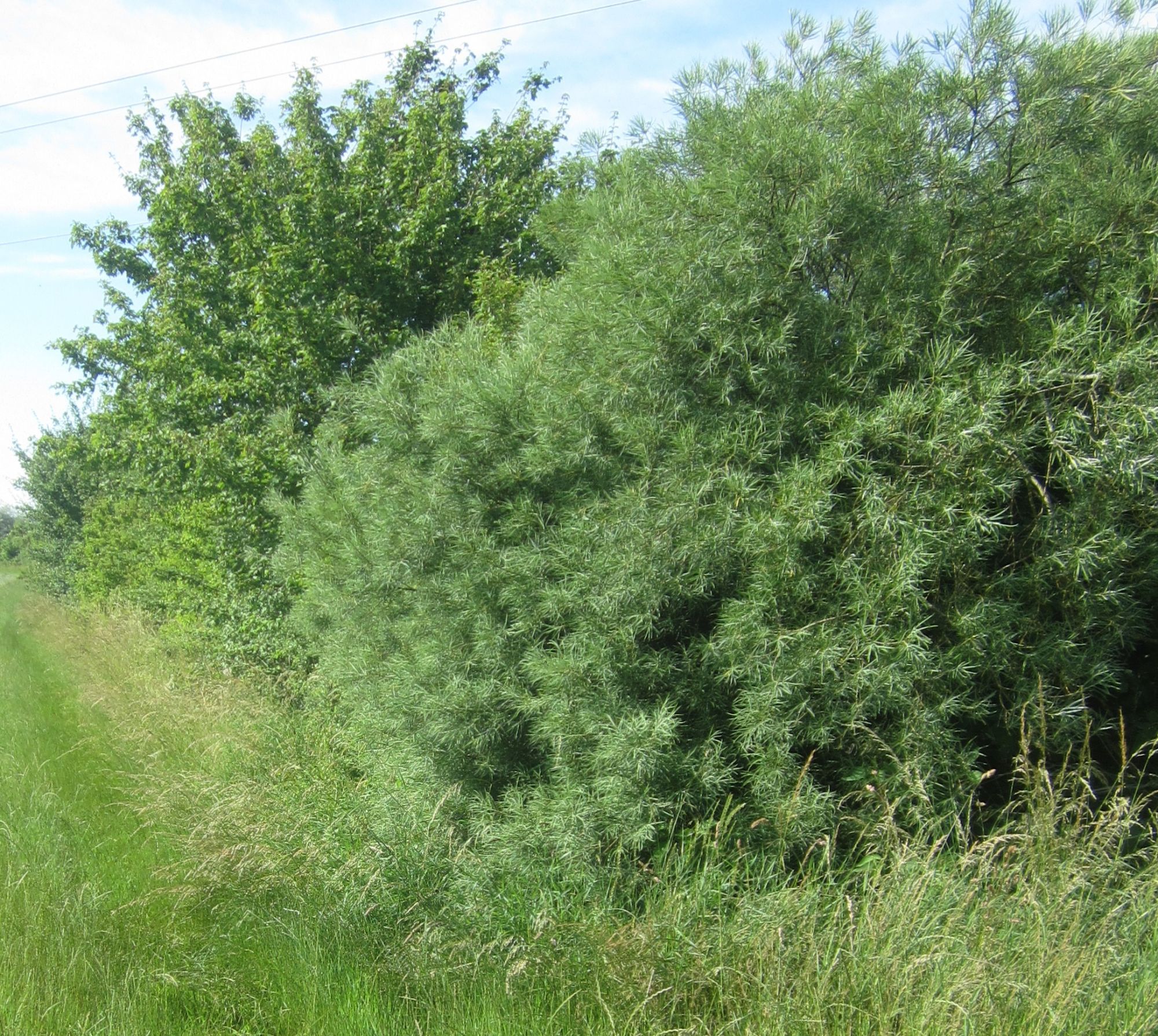  Le programme " Plantons des haies " en bonne voie, poursuivons les plantations 