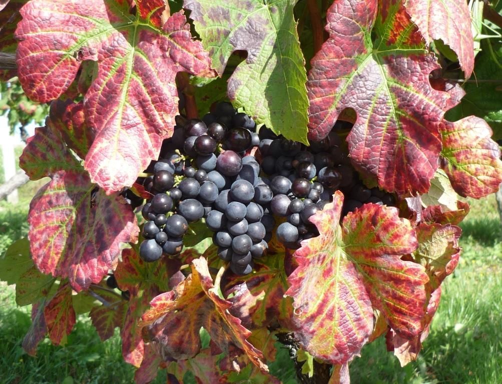 Adaptation au changement climatique