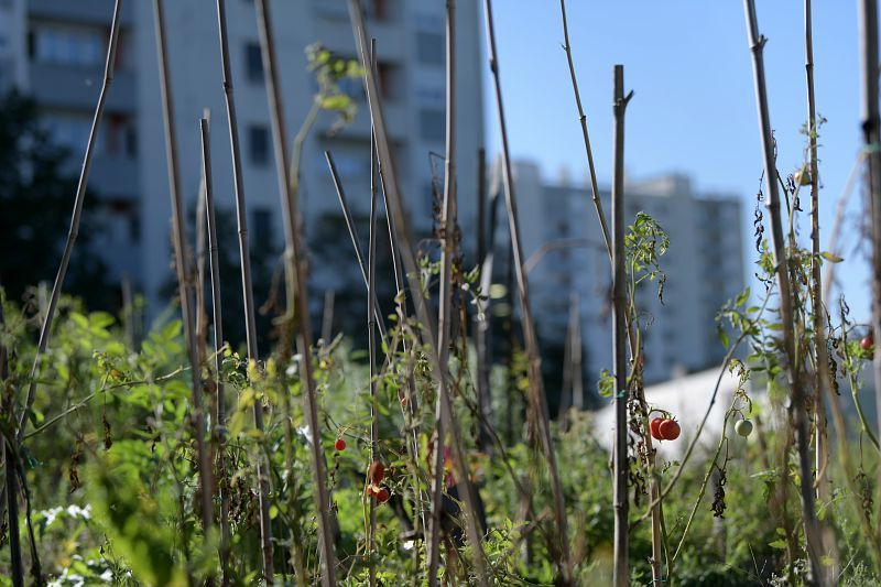 credit @Damien Carles Terra