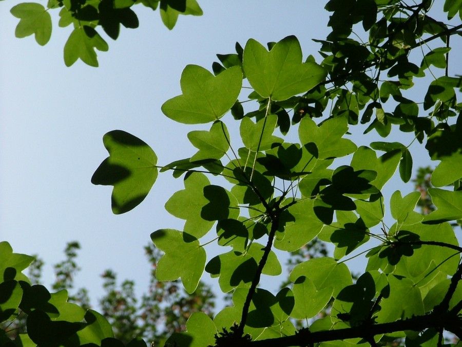 Crédit photo : Alain Desbrosses