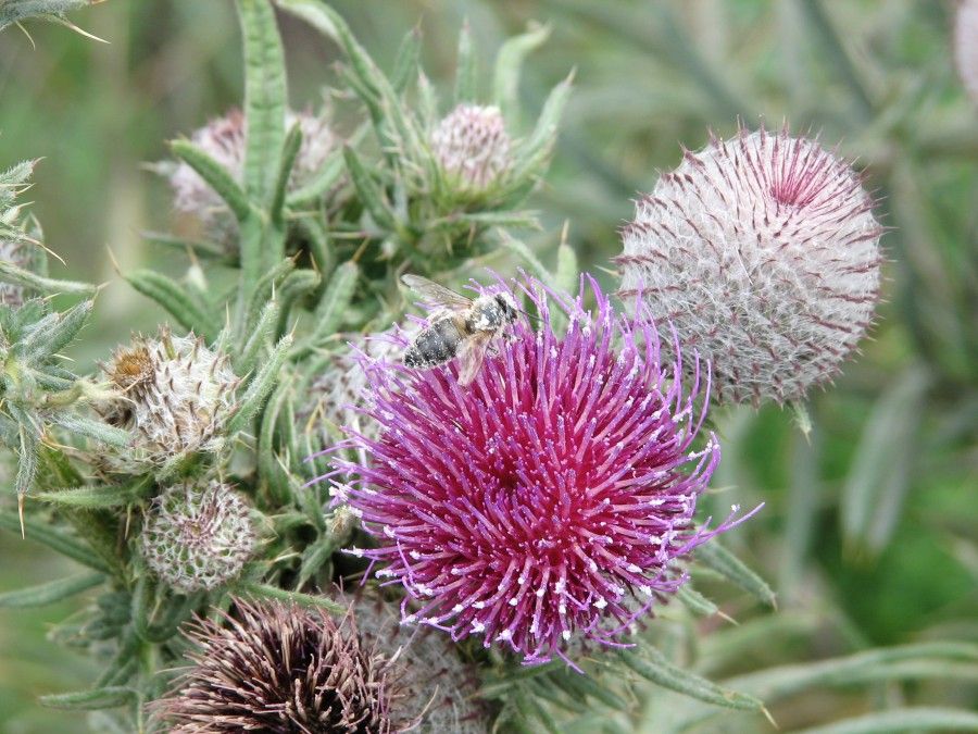 Crédit photo : David Michelin