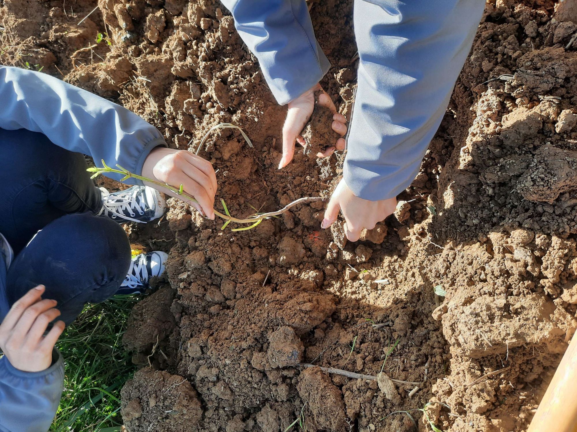 Le programme " Plantons des haies " en bonne voie, poursuivons les plantations !