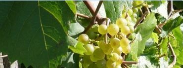 Alterre recrute un(e) chargé(e) de mission Adaptation au changement climatique