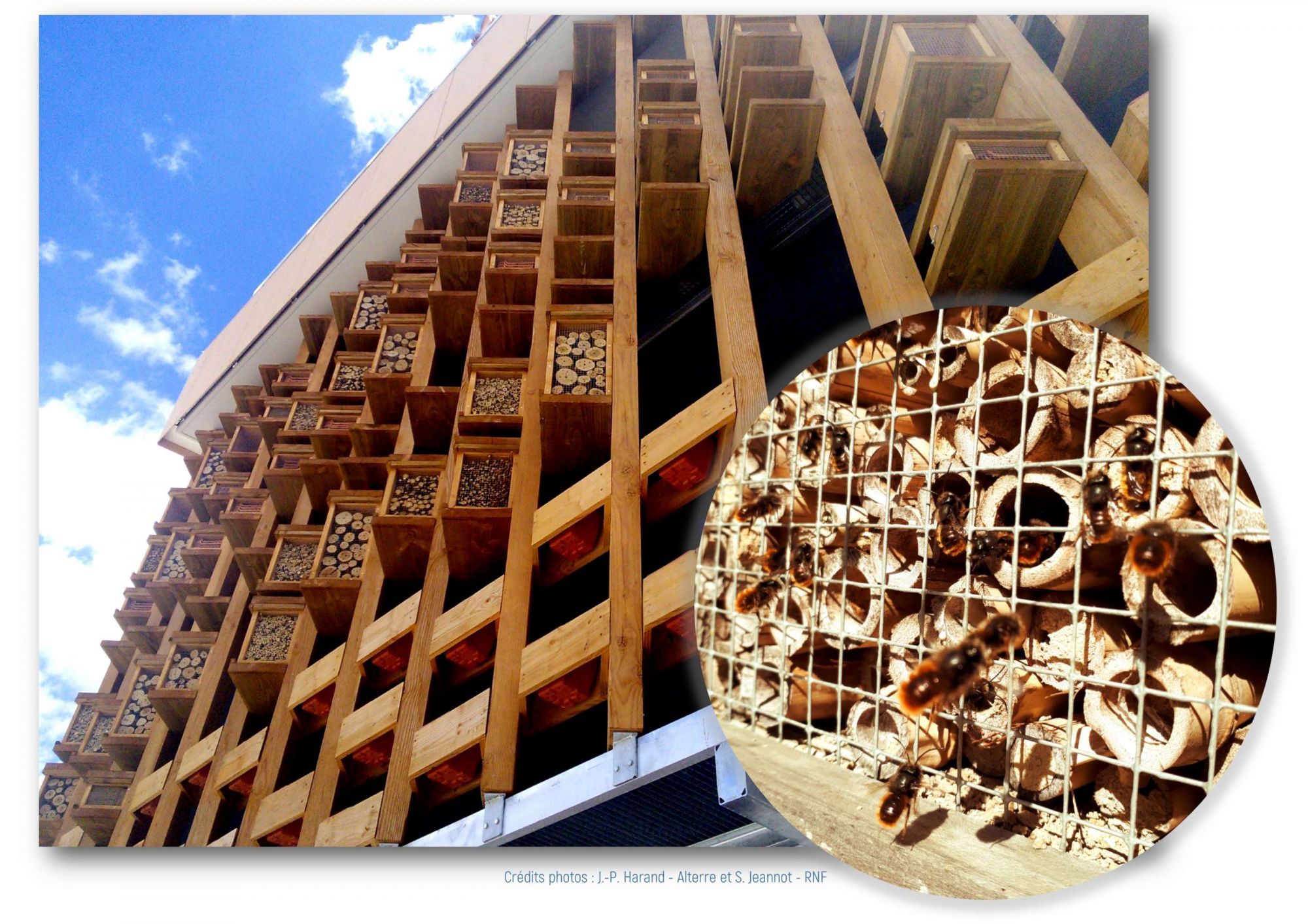 Des insectes à la Bourdonnerie