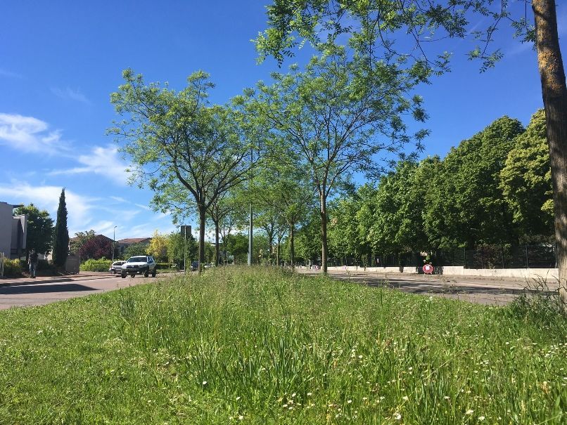 Création du réseau JEVIs sans phyto