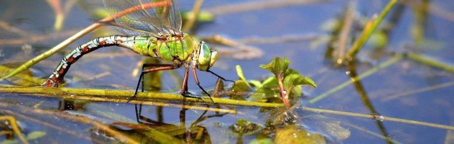 Crédit photo : Stéphanie Marquet