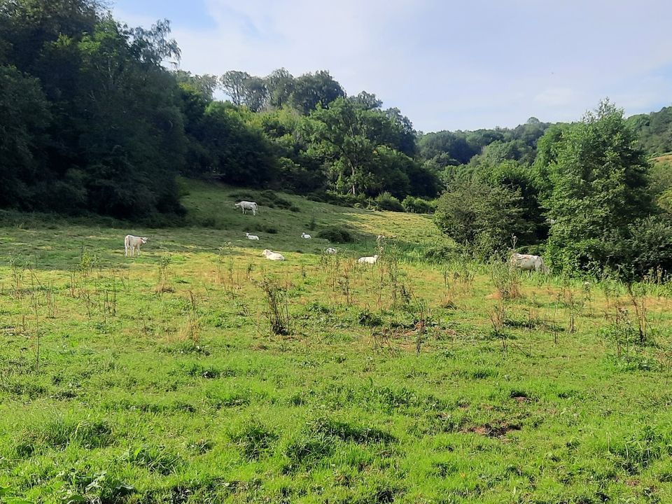 INVITATION à la journée d'échanges du Réseau Bocag'Haies - Plantons des haies
